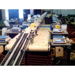 paprika packing conveyor